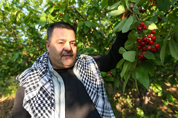 Foto - Kuzey yarımkürenin ilk hasadı yapıldı! Kilosu tam 2 bin liraya satıldı