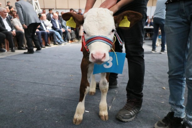 Foto - Kuzu ve buzağı güzellik yarışmasında renkli görüntüler!