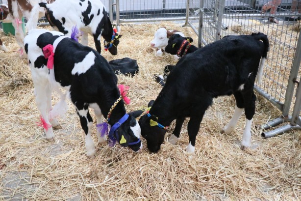 Foto - Kuzu ve buzağı güzellik yarışmasında renkli görüntüler!