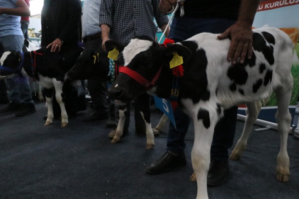 Foto - Kuzu ve buzağı güzellik yarışmasında renkli görüntüler!