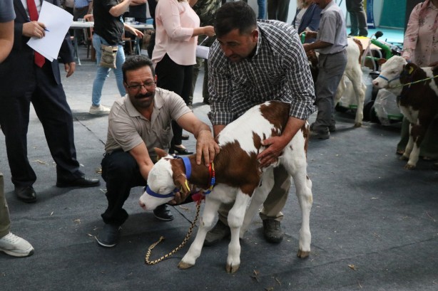 Foto - Kuzu ve buzağı güzellik yarışmasında renkli görüntüler!