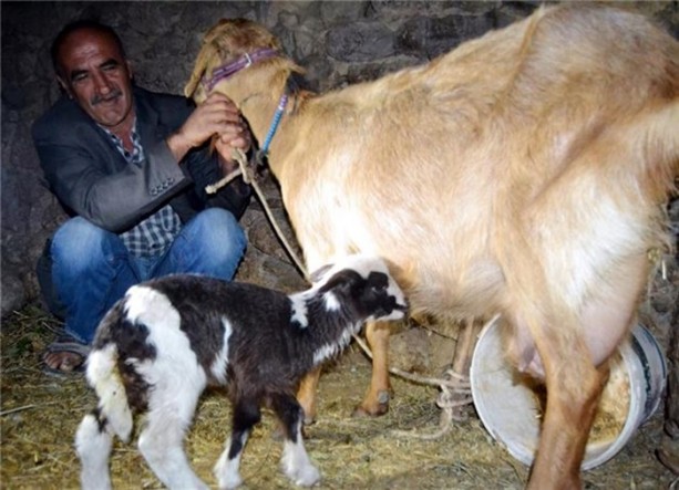 Foto - Kuzuya benzeyen oğlak şaşırttı