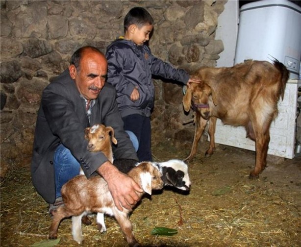 Foto - Kuzuya benzeyen oğlak şaşırttı