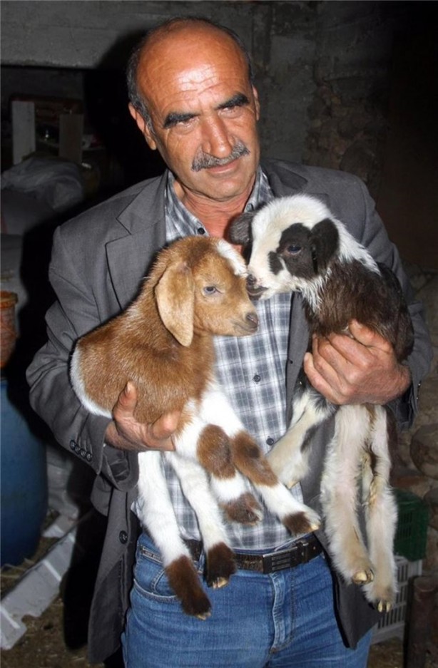 Foto - Kuzuya benzeyen oğlak şaşırttı