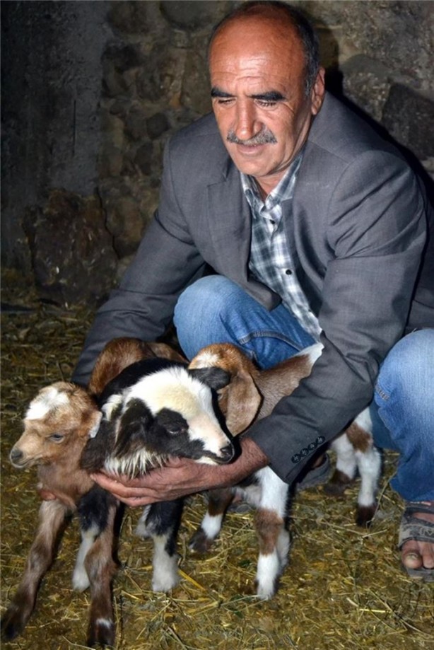 Kuzuya benzeyen oğlak şaşırttı