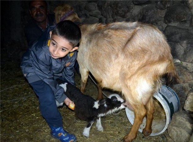 Foto - Kuzuya benzeyen oğlak şaşırttı
