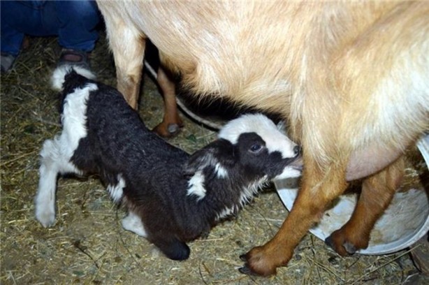 Foto - Kuzuya benzeyen oğlak şaşırttı