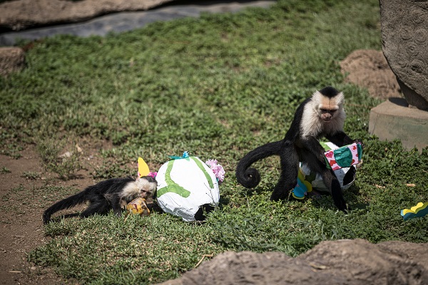 Foto - La Aurora Hayvanat Bahçesi'nde yaşam