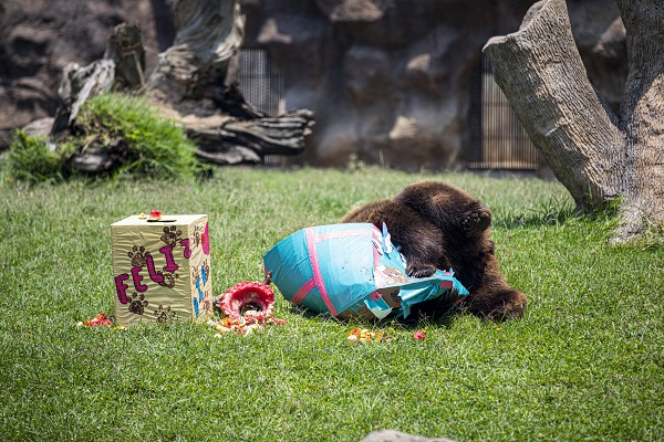 Foto - La Aurora Hayvanat Bahçesi'nde yaşam