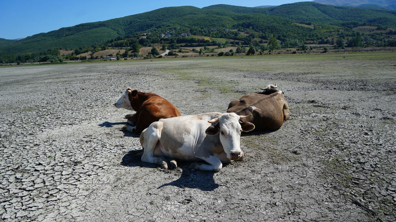 Ladik Gölü’nde vahim tablo! Balıkların yerini inekler aldı!
