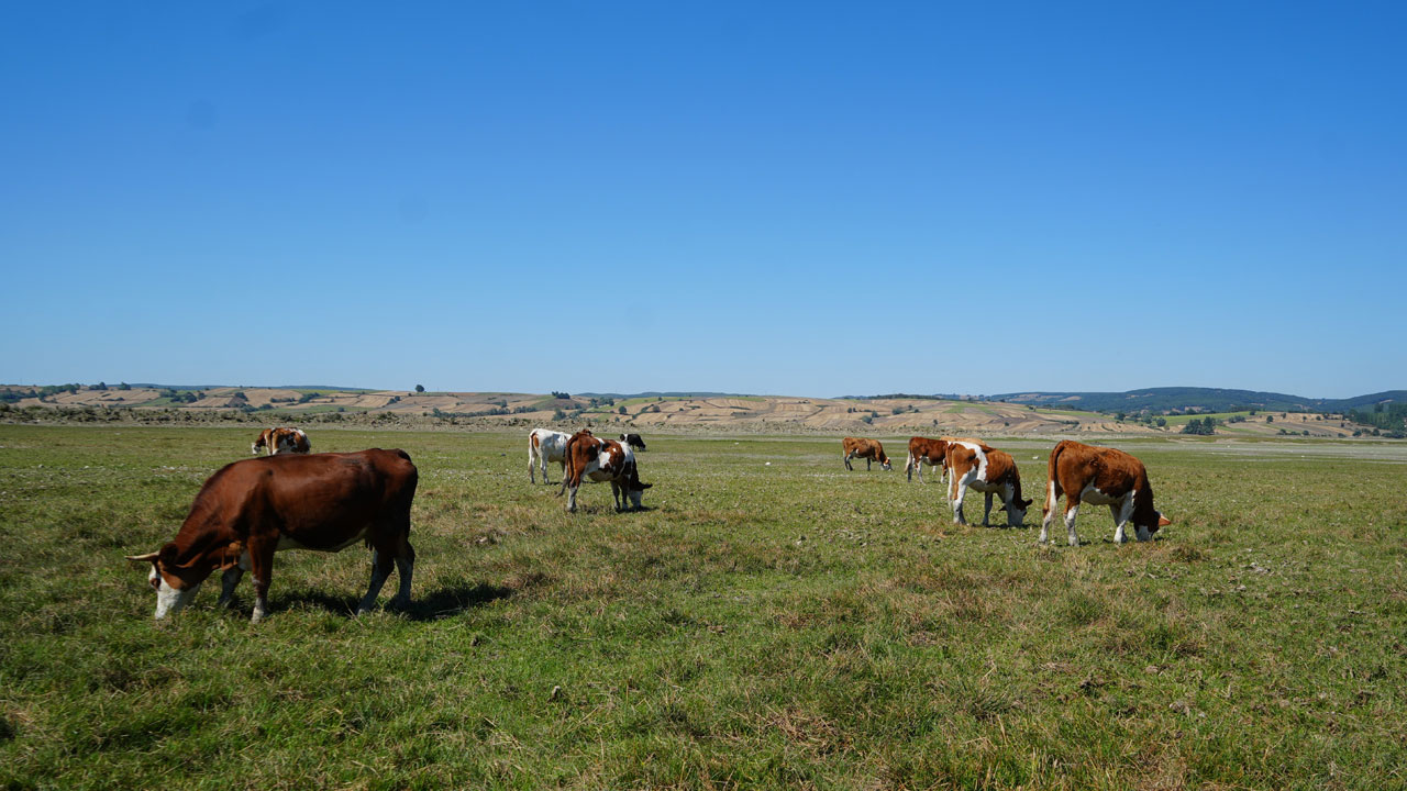 Foto - Ladik Gölü’nde vahim tablo! Balıkların yerini inekler aldı!