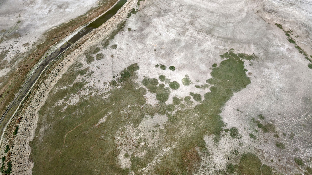 Foto - Ladik Gölü’nde vahim tablo! Balıkların yerini inekler aldı!
