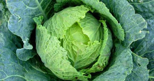 Foto - Lahana deyip geçmeyin! Mikroplarla savaşıyor