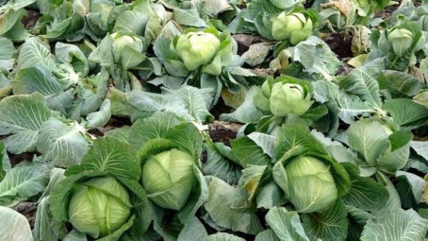 Foto - Lahana deyip geçmeyin! Mikroplarla savaşıyor