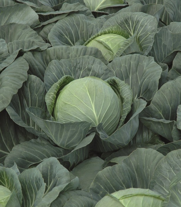 Foto - Lahana deyip geçmeyin! Mikroplarla savaşıyor