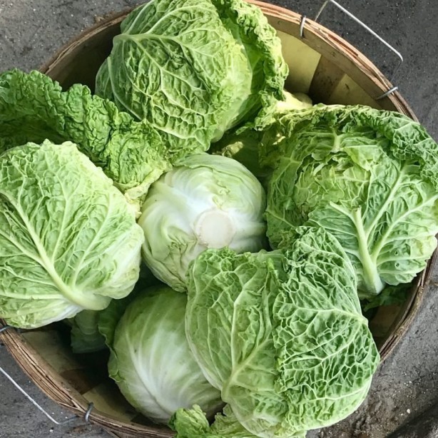 Foto - Lahana deyip geçmeyin! Mikroplarla savaşıyor