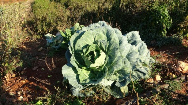 Foto - Lahana deyip geçmeyin! Mikroplarla savaşıyor