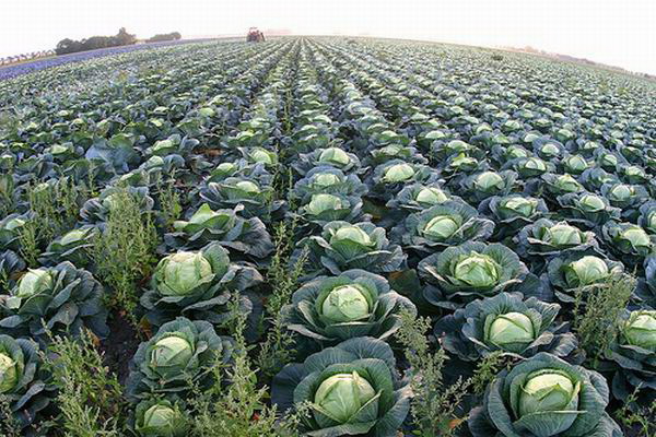Foto - Lahana deyip geçmeyin! Mikroplarla savaşıyor