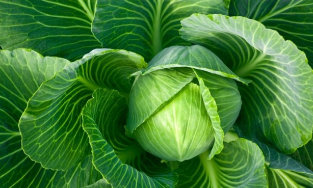 Foto - Lahana deyip geçmeyin! Mikroplarla savaşıyor