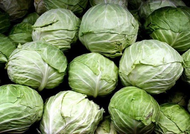 Foto - Lahana deyip geçmeyin! Mikroplarla savaşıyor