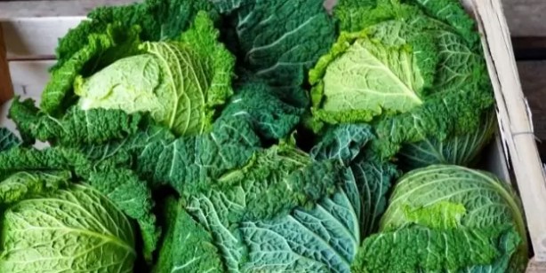 Foto - Lahana tüketmenin vücudunuza sağladığı 5 fayda: İnsan sağlığı için elinizin altında olsun! Resmen aday gösterildi