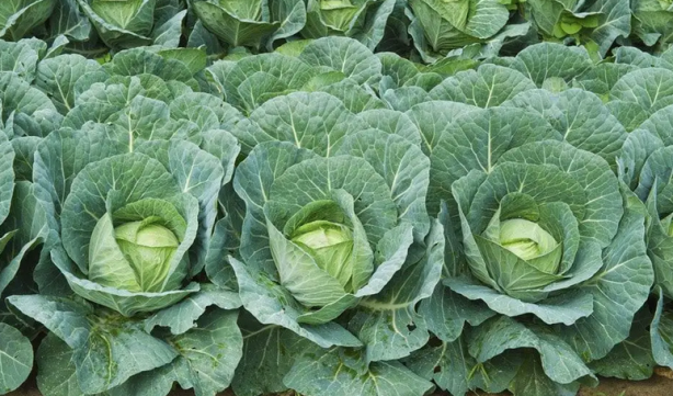 Foto - Lahana yağının faydaları nelerdir? Cildin üzerine sürerseniz...Estetik gibi duruyor! Gören yok artık diyor