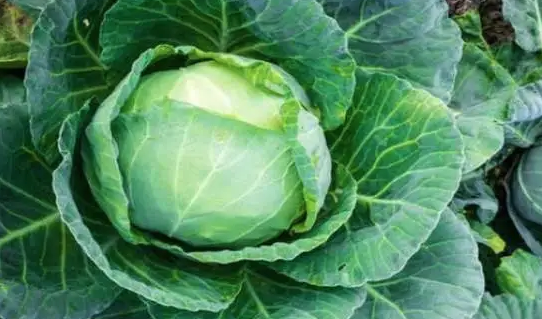 Foto - Lahana yağının faydaları nelerdir? Cildin üzerine sürerseniz...Estetik gibi duruyor! Gören yok artık diyor