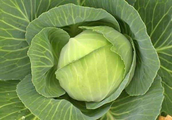 Foto - Lahananın bilmediğimiz faydaları!