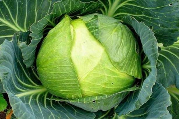 Foto - Lahananın bilmediğimiz faydaları!