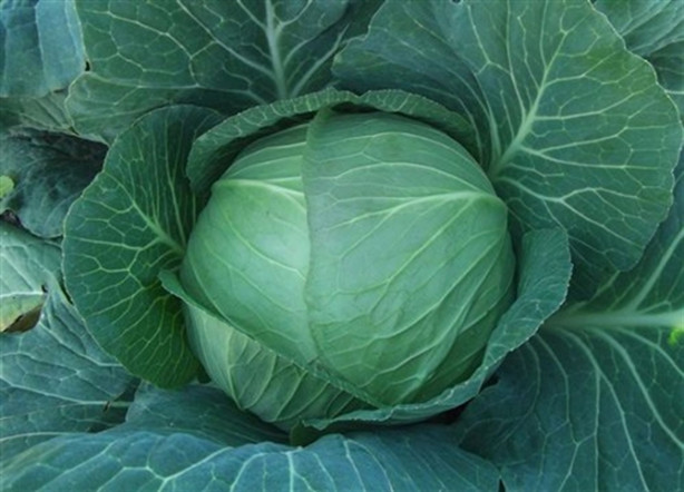 Lahanayı bacağınıza sarıp bekletirseniz...