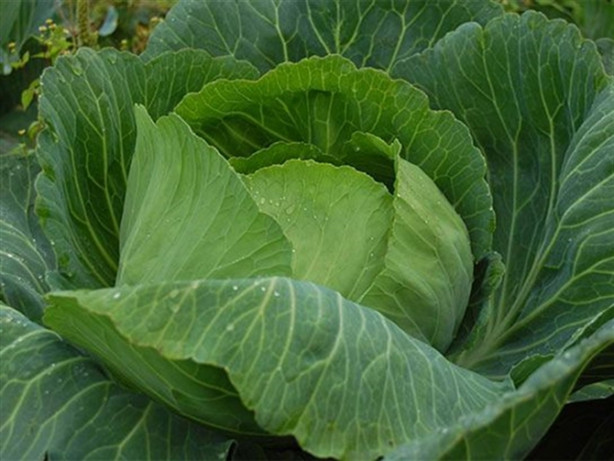 Foto - Lahanayı bacağınıza sarıp bekletirseniz...