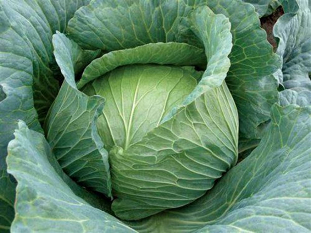 Foto - Lahanayı bacağınıza sarıp bekletirseniz...