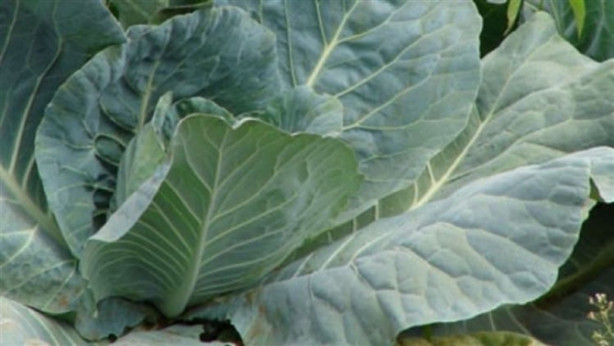 Foto - Lahanayı bacağınıza sarıp bekletirseniz...