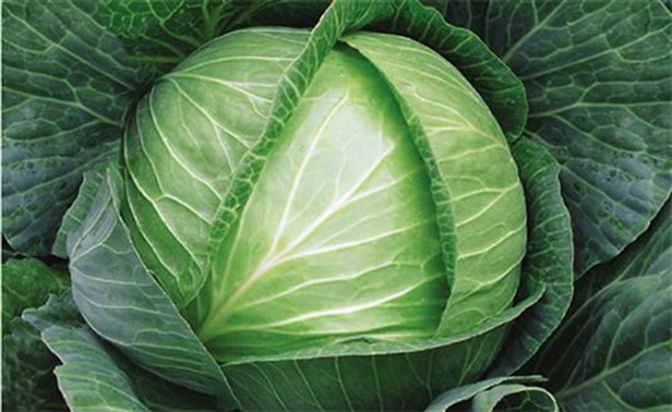 Foto - Lahanayı bacağınıza sarıp bekletirseniz...