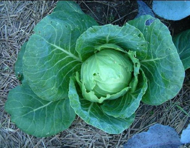 Foto - Lahanayı bacağınıza sarıp bekletirseniz...