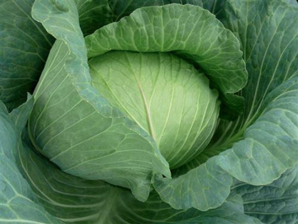 Foto - Lahanayı bacağınıza sarıp bekletirseniz...