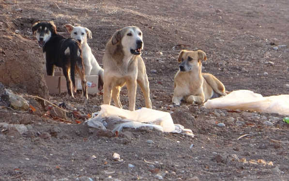 Foto - Laikçilerin çok beğendiği Avrupa sorunu böyle çözmüş
