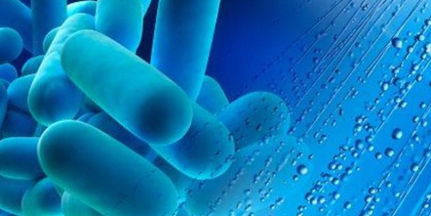 Lejyonella bakterisi nedir? Bu seferki çok fena, can alıyor! Hastaneden salgın iddiası gündem oldu: İçme suyundan bulaşıyor