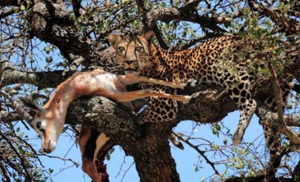 Foto - Leopar'dan inanılmaz taktik