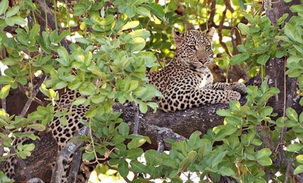 Foto - Leopar'dan inanılmaz taktik