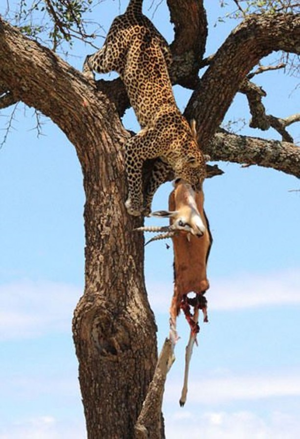Foto - Leopar'dan inanılmaz taktik
