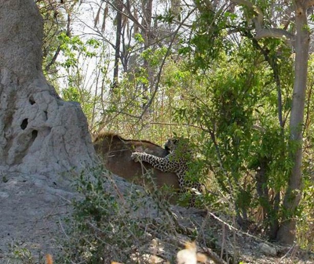 Foto - Leopar'dan inanılmaz taktik