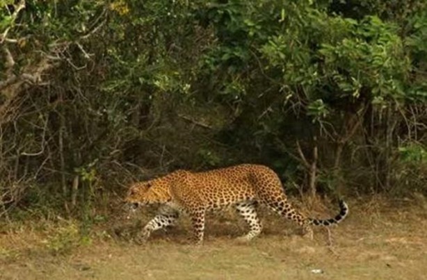 Foto - Leopar'dan inanılmaz taktik