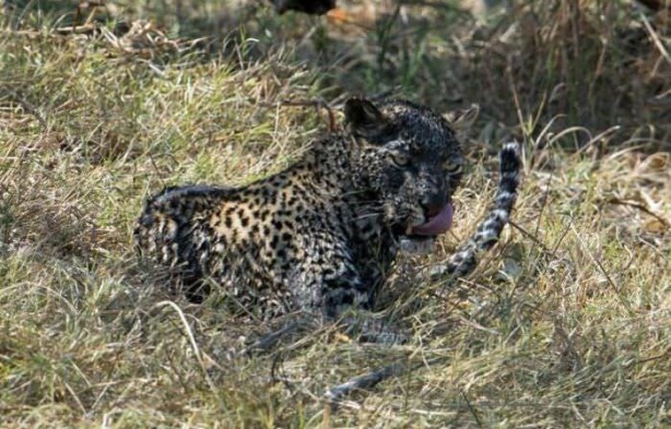 Foto - Leopar'dan inanılmaz taktik