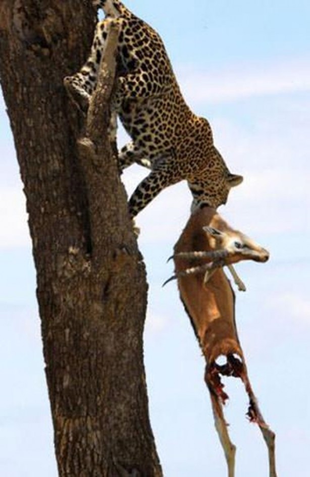 Foto - Leopar'dan inanılmaz taktik