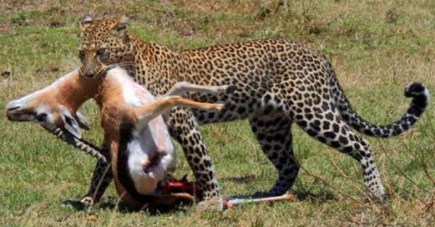 Foto - Leopar'dan inanılmaz taktik