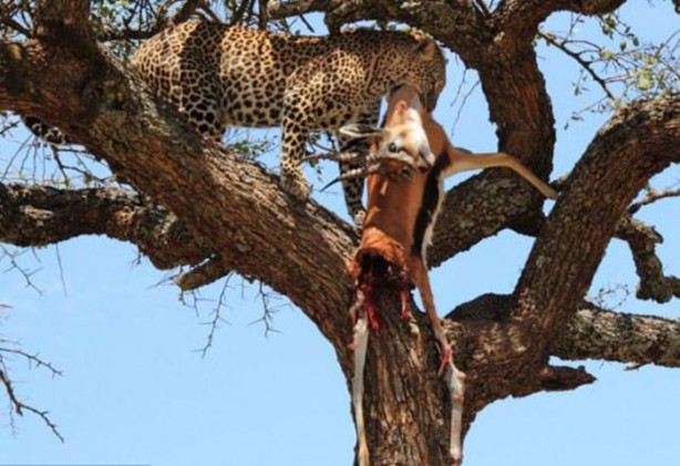 Foto - Leopar'dan inanılmaz taktik