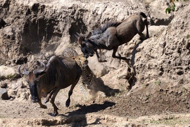 Foto - Leoparın sıra dışı av taktiği