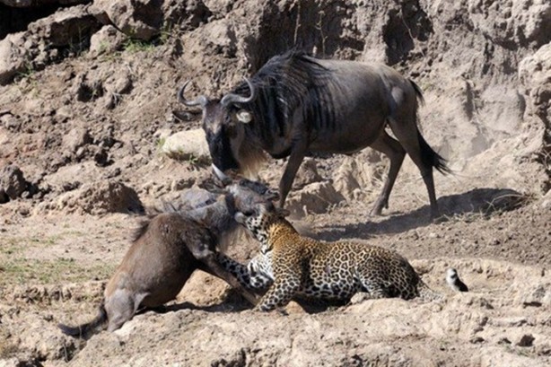 Foto - Leoparın sıra dışı av taktiği