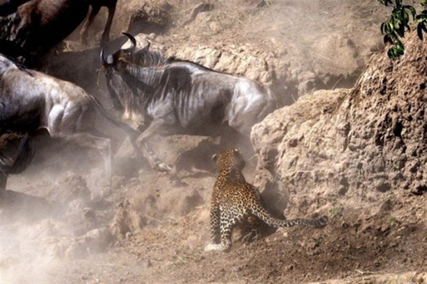 Foto - Leoparın sıra dışı av taktiği